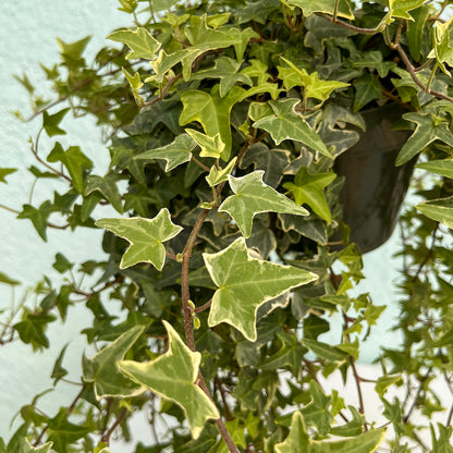 Ivy - Eva Variegated 6 inch