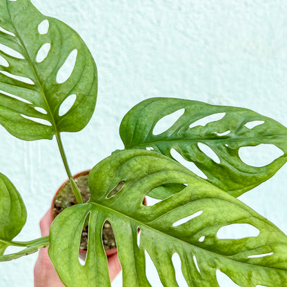 Monstera-Adansonii-4 inch