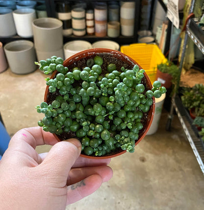 Senecio-Rowleyanus (String of Pearls)- 4 inch