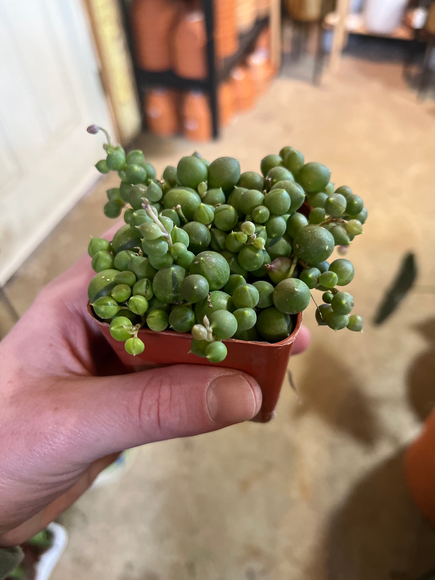 Senecio-Rowleyanus (String of Pearls)-2 inch