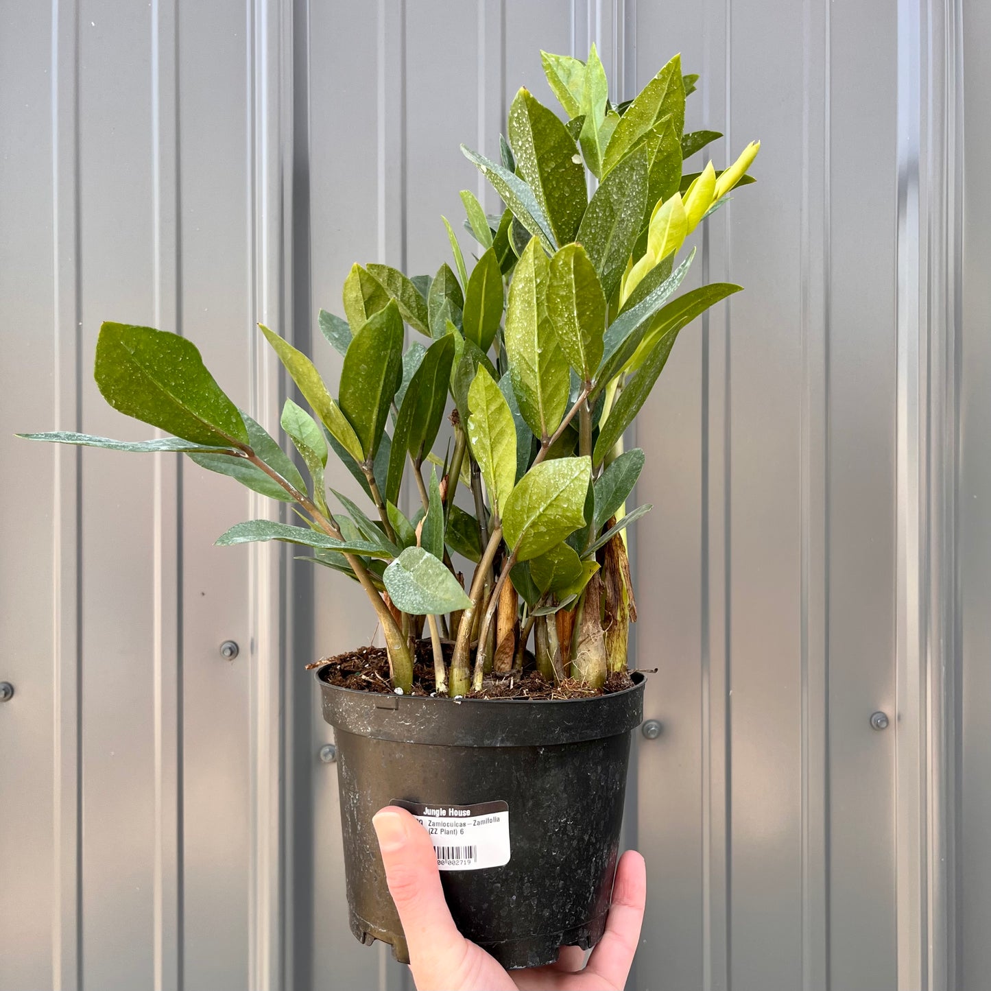 Zamioculcas-Zamifolia (ZZ Plant) 6 inch