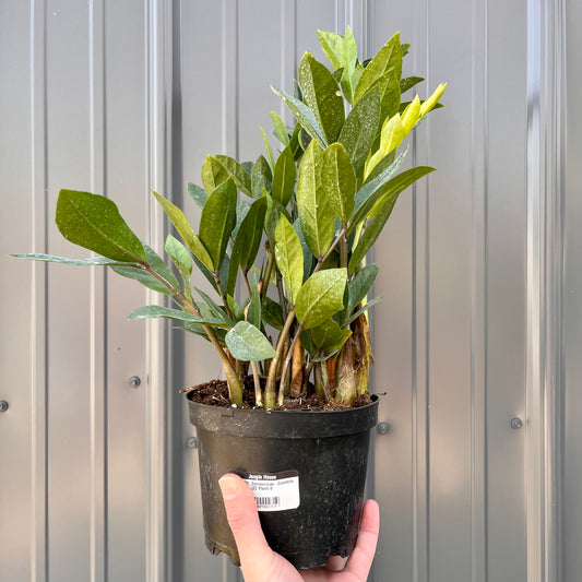 Zamioculcas-Zamifolia (ZZ Plant) 6 inch