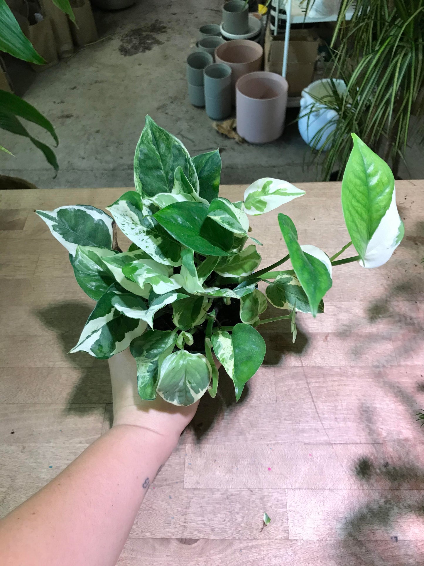 Pothos N' Joy 4 inch