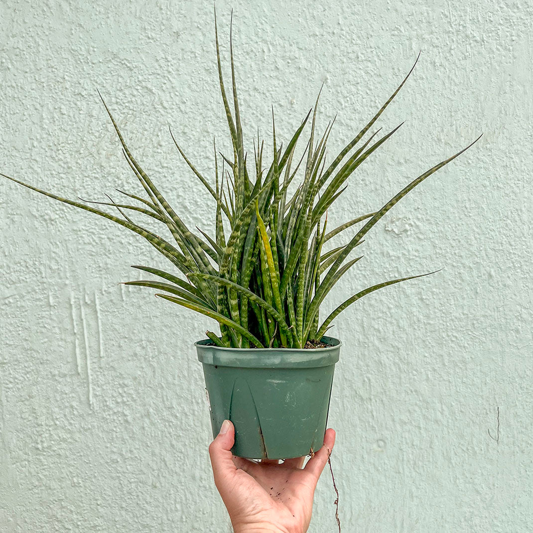 Sansevieria-Fernwood 6 inch