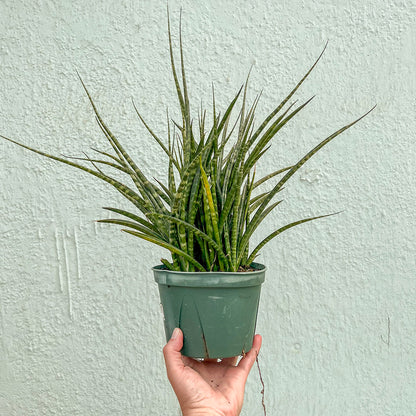 Sansevieria-Fernwood 6 inch