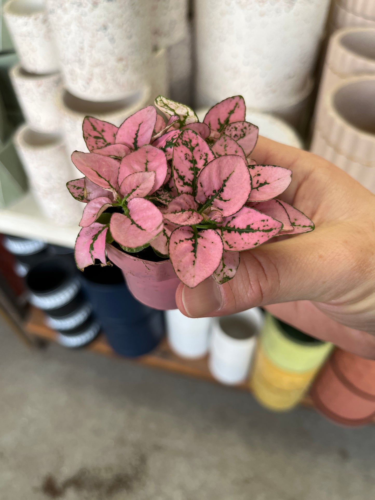 Hypoestes-Splash (Polka Dot Plant)-2 inch