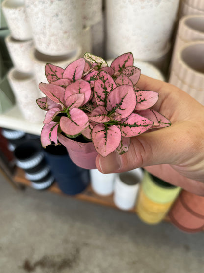 Hypoestes-Splash (Polka Dot Plant)-2 inch