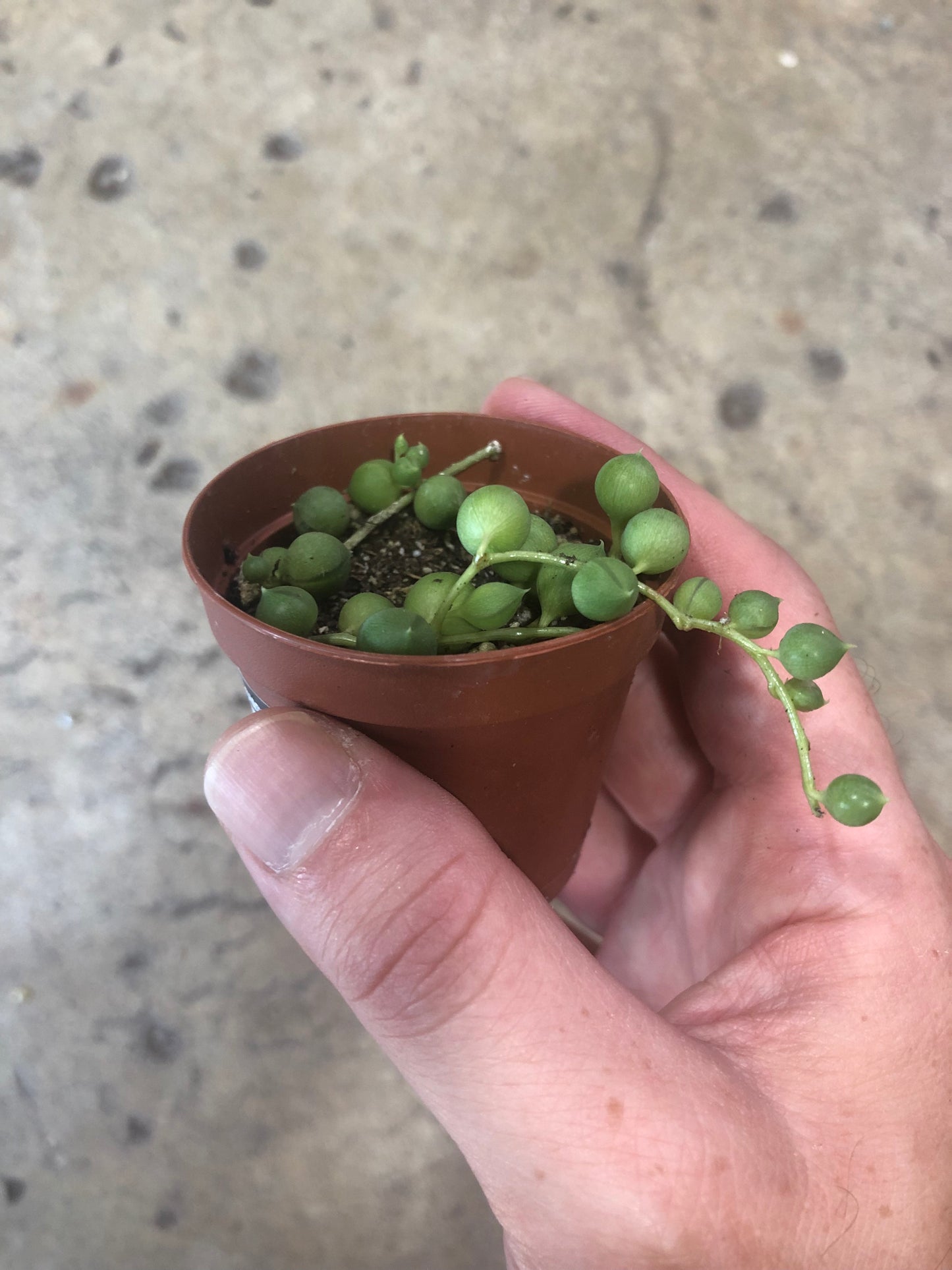 Senecio-Rowleyanus (String of Pearls)-2 inch
