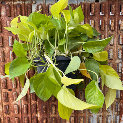 Pothos-Neon 8 inch HB