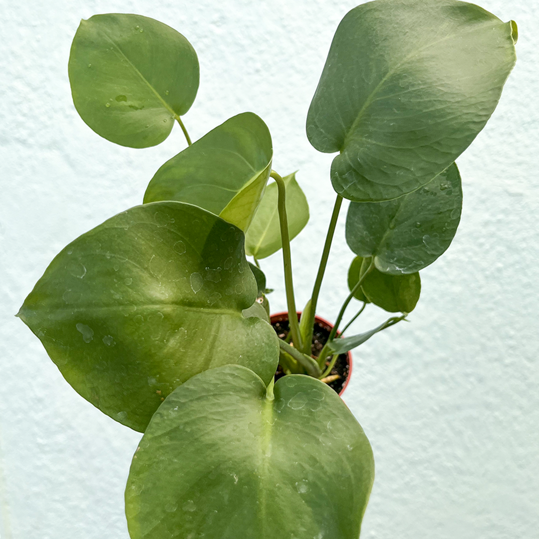 Monstera-Deliciosa 4 inch