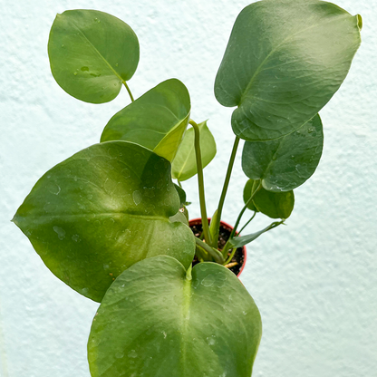 Monstera-Deliciosa 4 inch