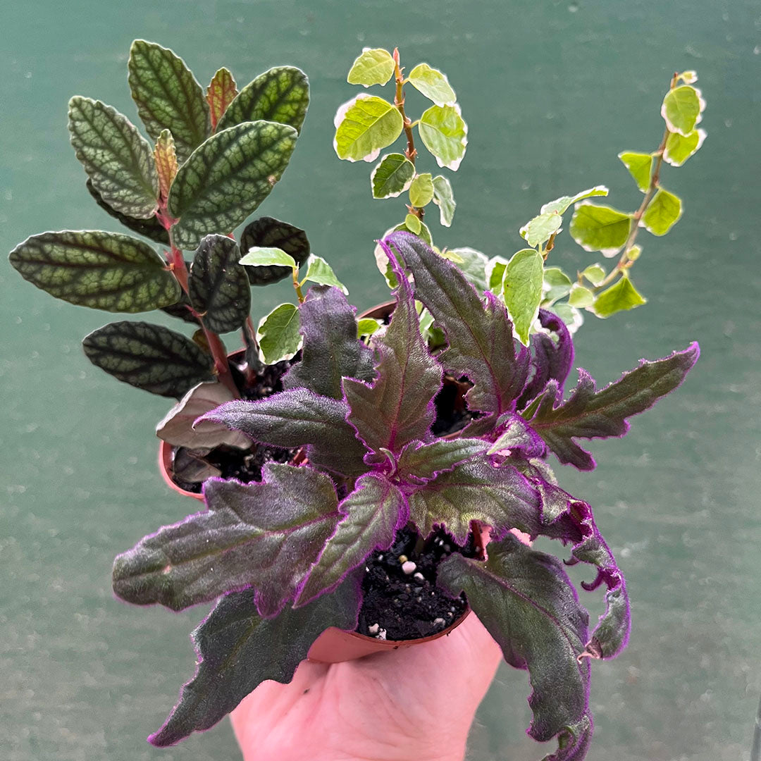 Tropical Assorted 2 inch