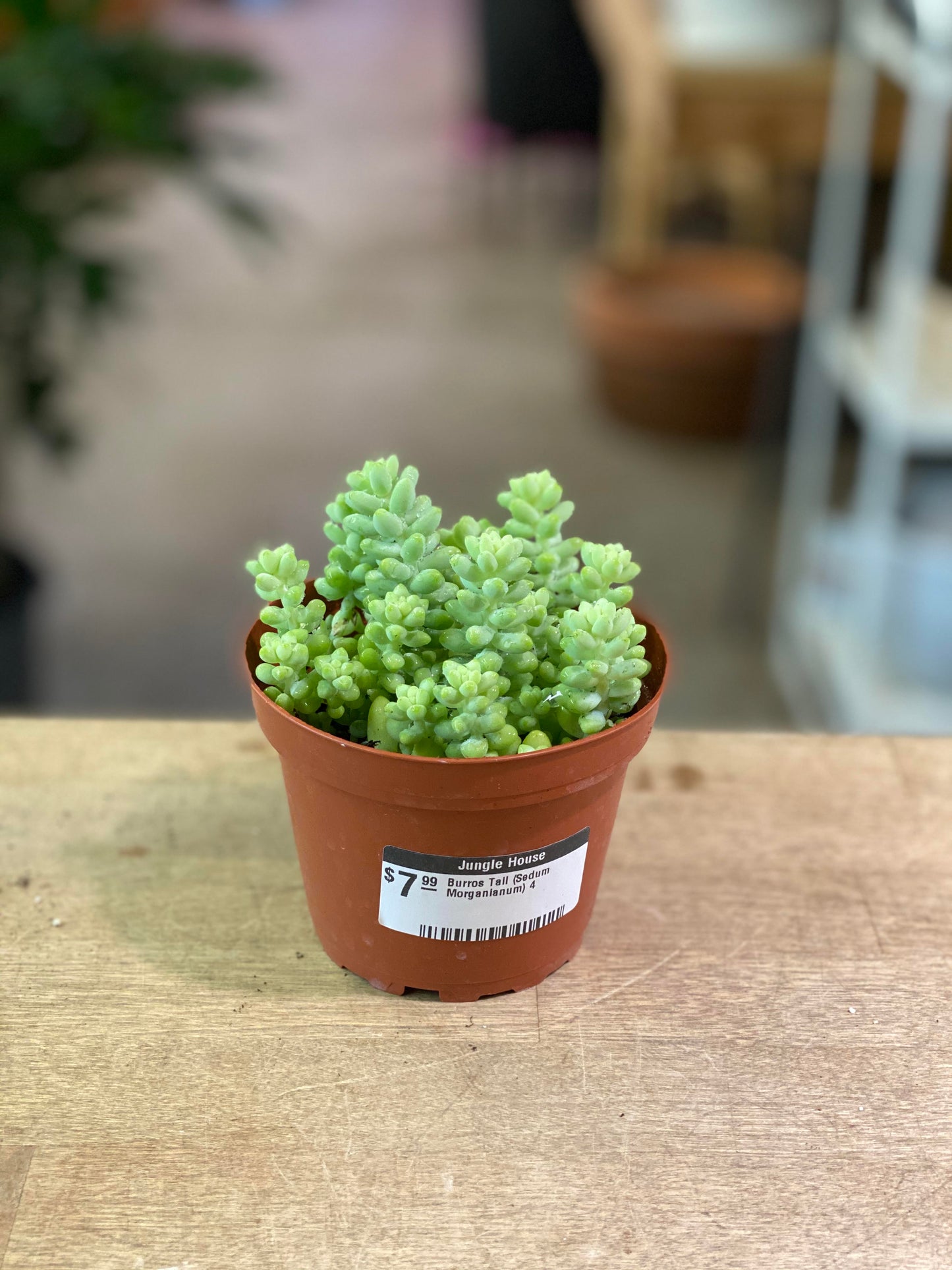 Burros Tail (Sedum Morganianum) 4"