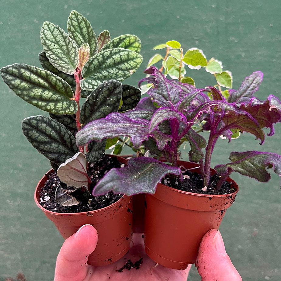 Tropical Assorted 2 inch