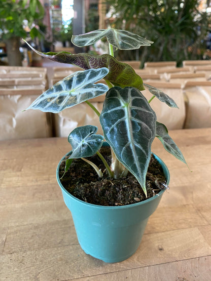 Alocasia-Polly 4"