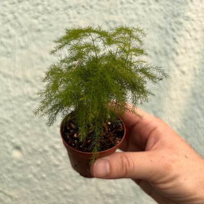 Fern-plumosa (Asparagus Fern) 2 inch
