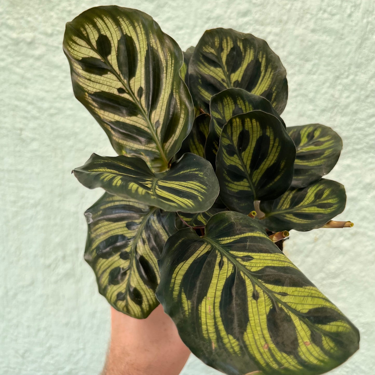 Calathea-Makoyana-4 inch