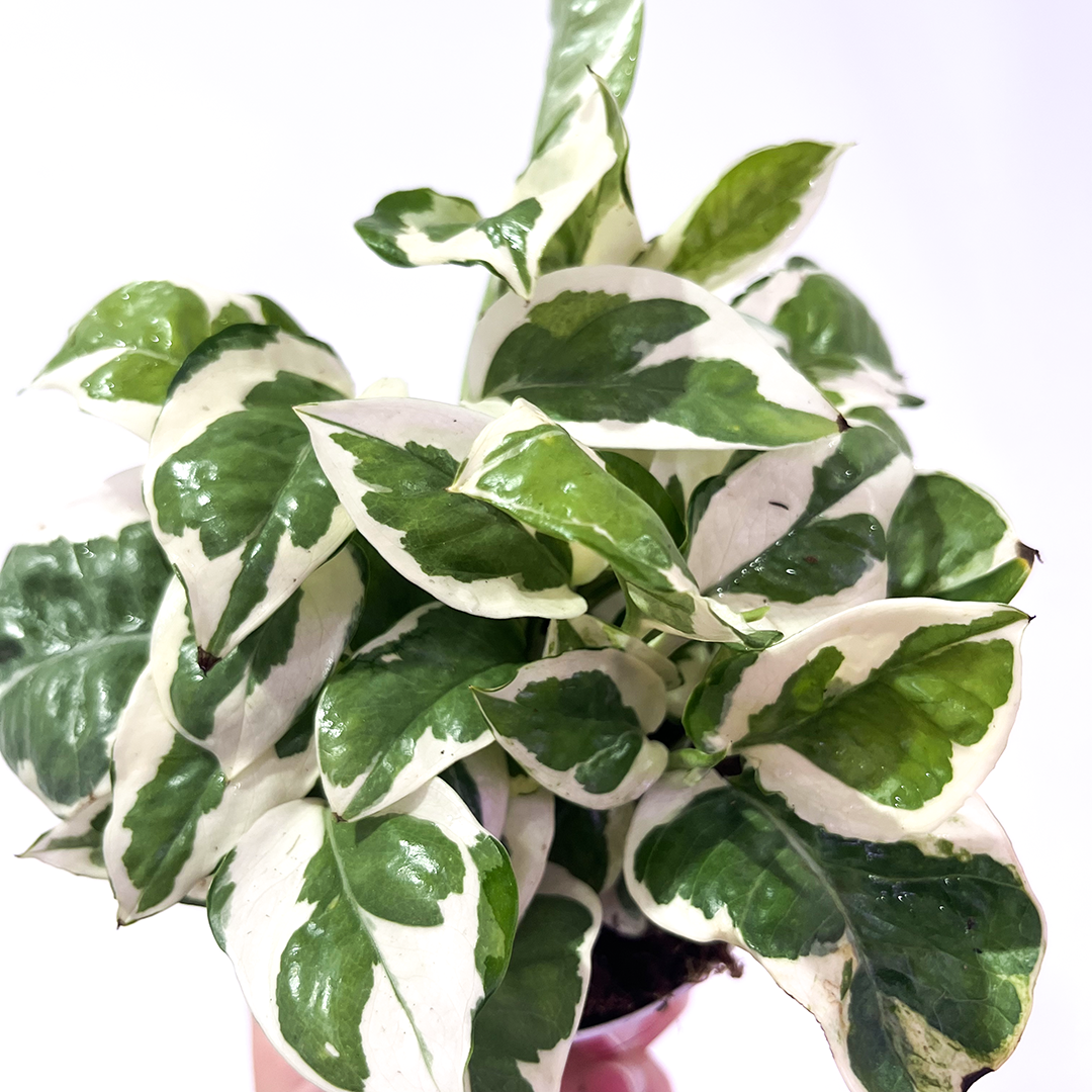 Pothos N' Joy 4 inch