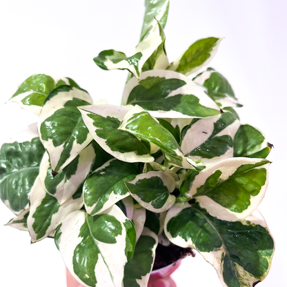 Pothos N' Joy 4 inch