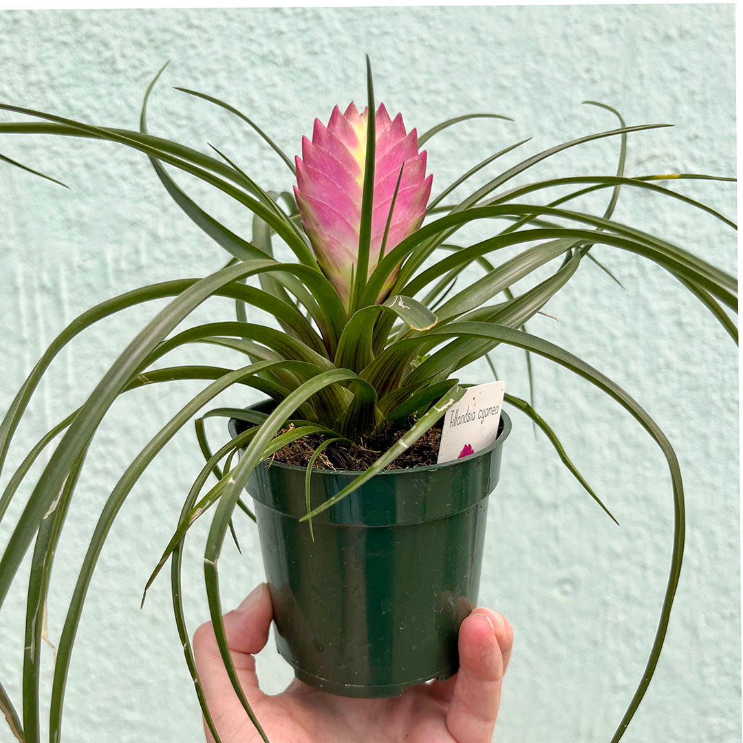 Bromeliad-Tillandsia Pink Cyanea (Pink Quill) 4 inch