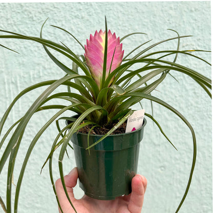 Bromeliad-Tillandsia Pink Cyanea (Pink Quill) 4 inch