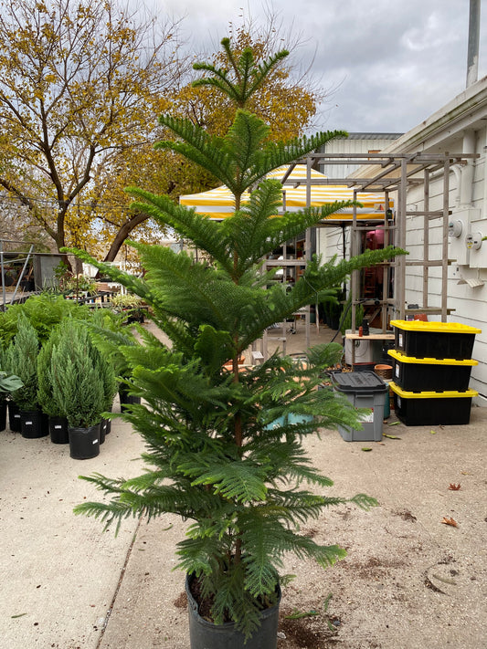Araucaria-Norfolk Island Pine 14 inch *local delivery only*