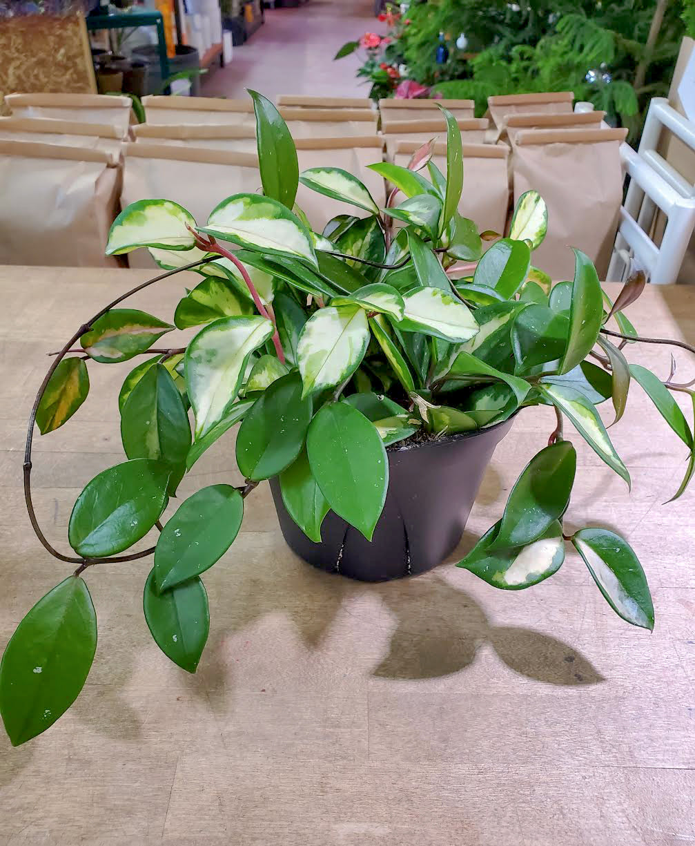 Hoya-Crimson Princess 6"