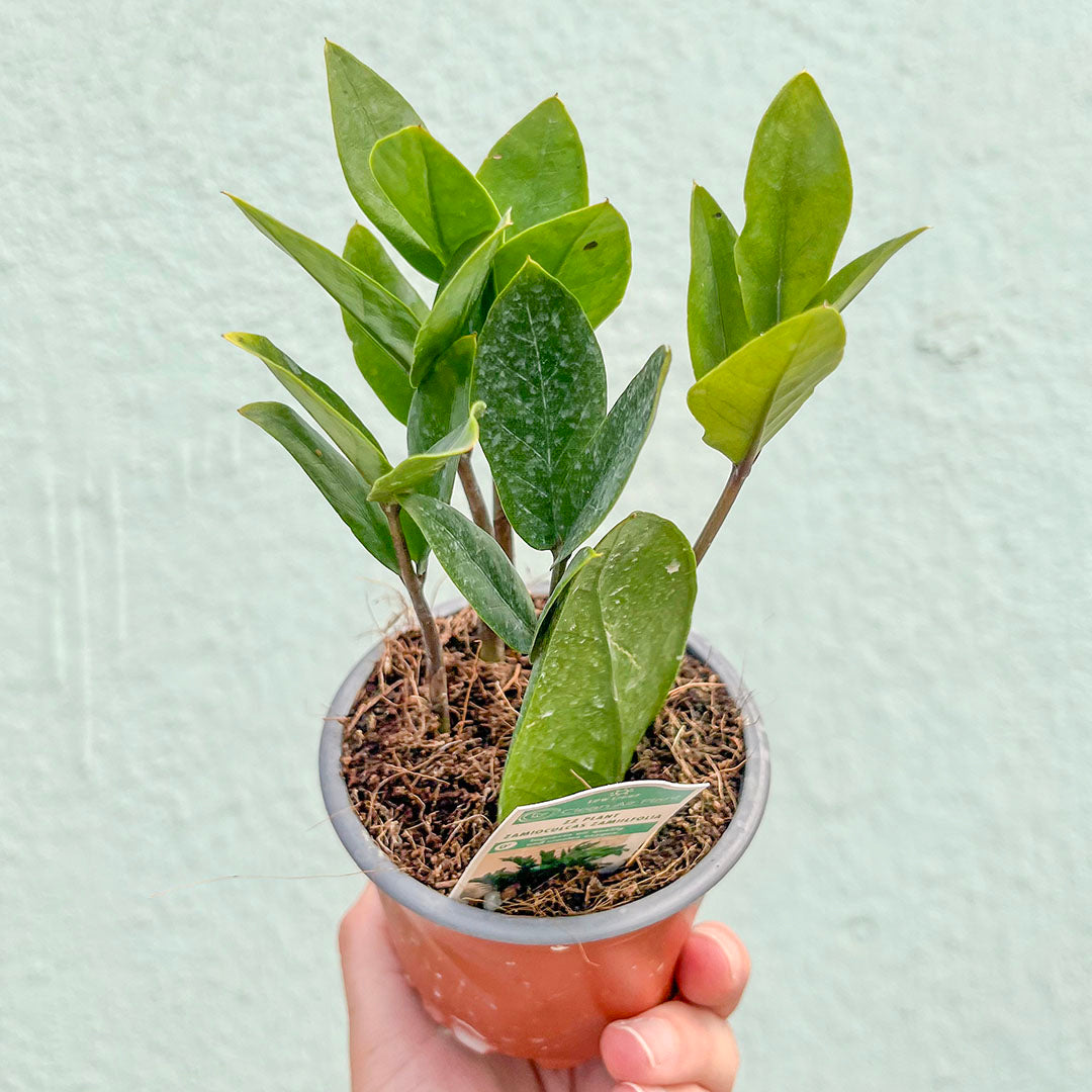 Zamioculcas-Zamifolia (ZZ Plant) 4