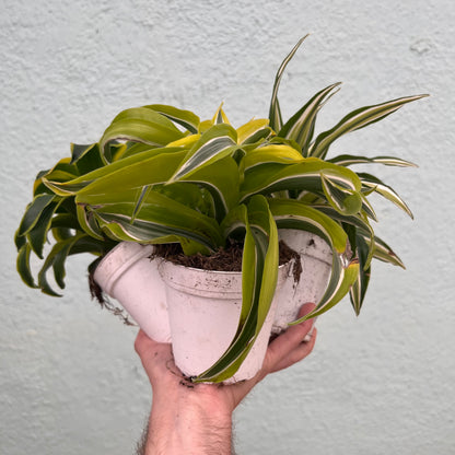Dracaena-Dragon Assorted 4 inch
