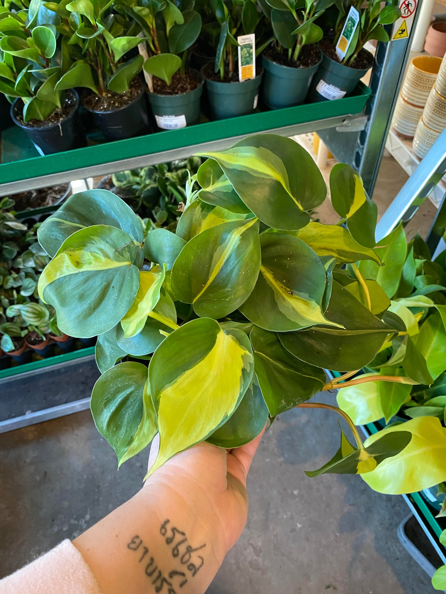 Philodendron-Brasil-4 inch