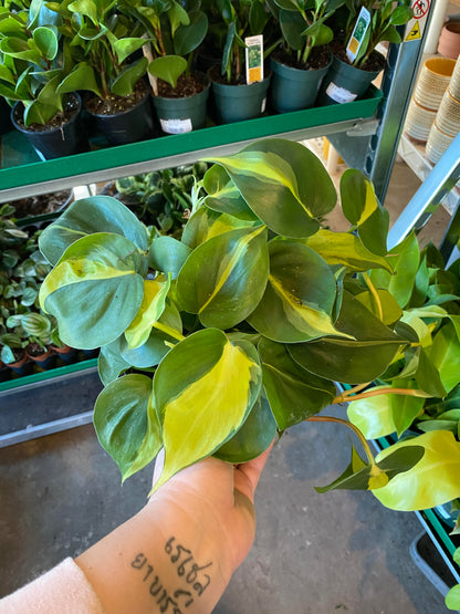 Philodendron-Brasil-4 inch