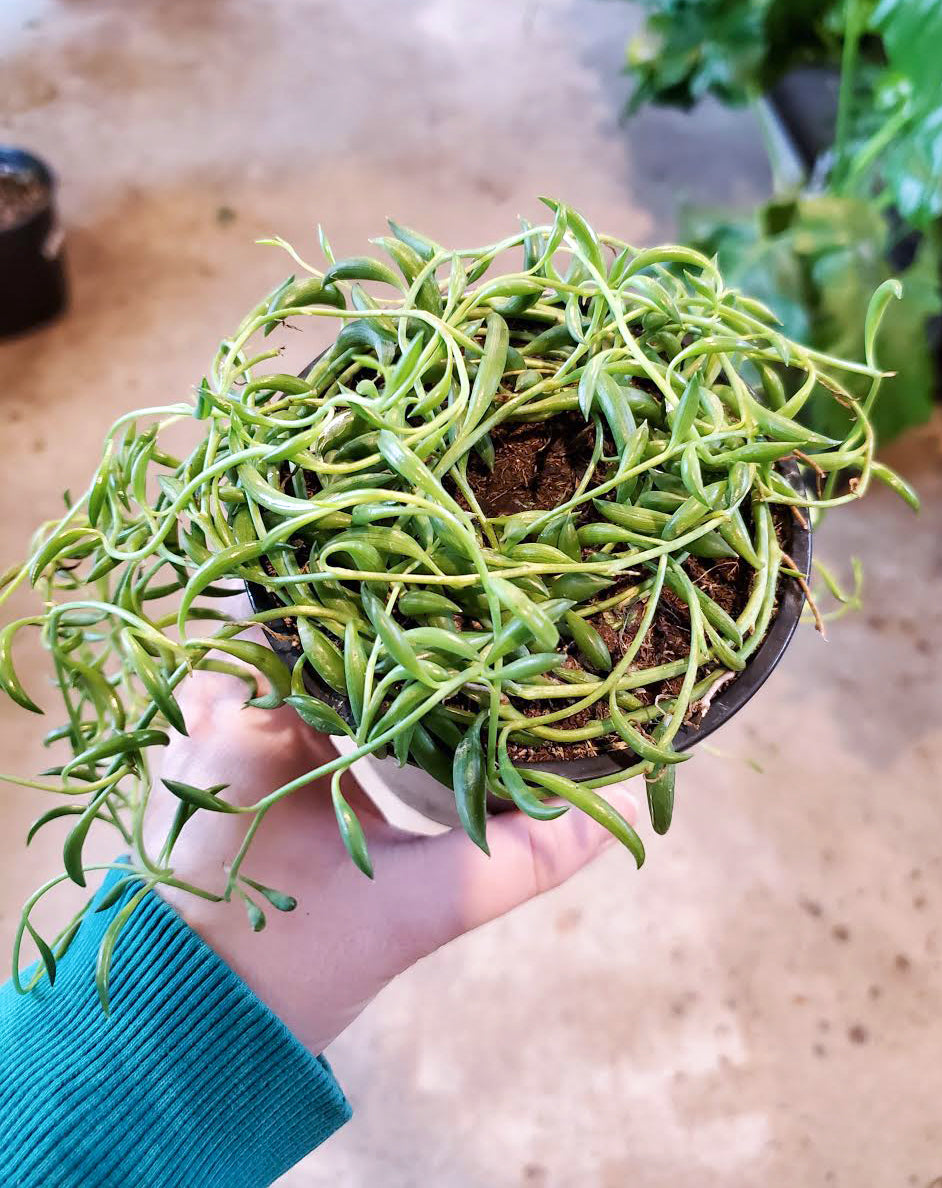 Senecio-Radicans (String of Bananas)-4 inch