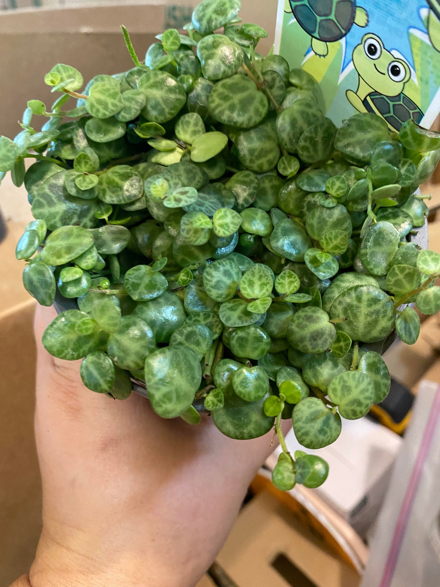 Peperomia - Prostrata String of Turtles -4 inch