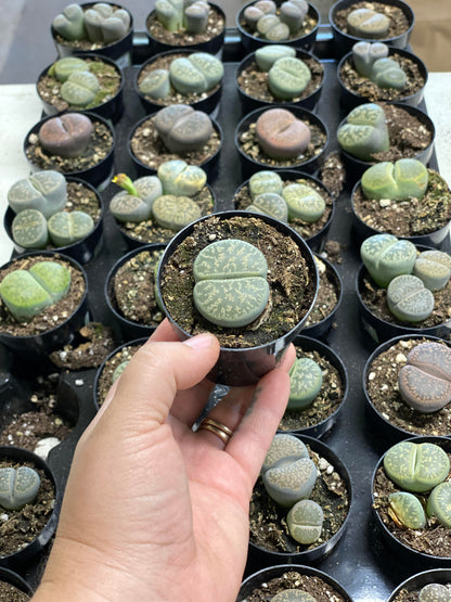 Lithops 3 inch