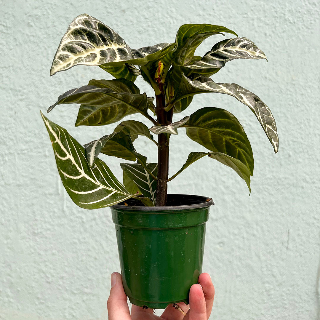 Aphelandra-Snow White (Zebra Plant) 4 inch
