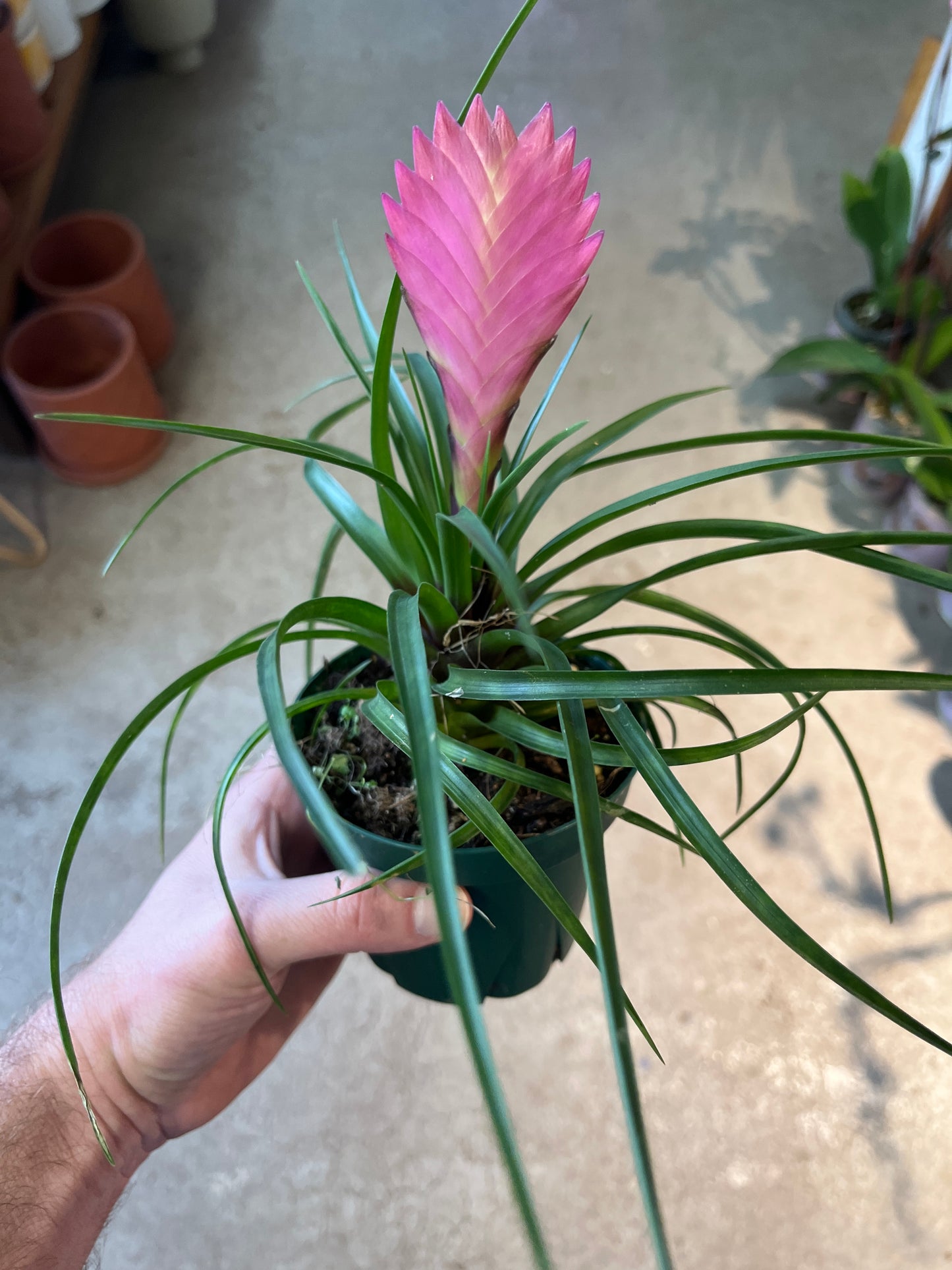 Bromeliad-Tillandsia Pink Cyanea (Pink Quill) 4 inch