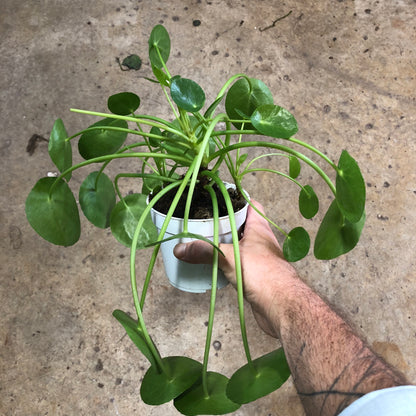 Pilea-Peperomioides- 4 inch