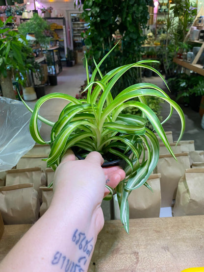 Spider-Bonnie 4 inch