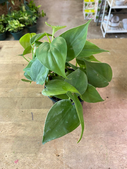 Philodendron-Cordatum 4"