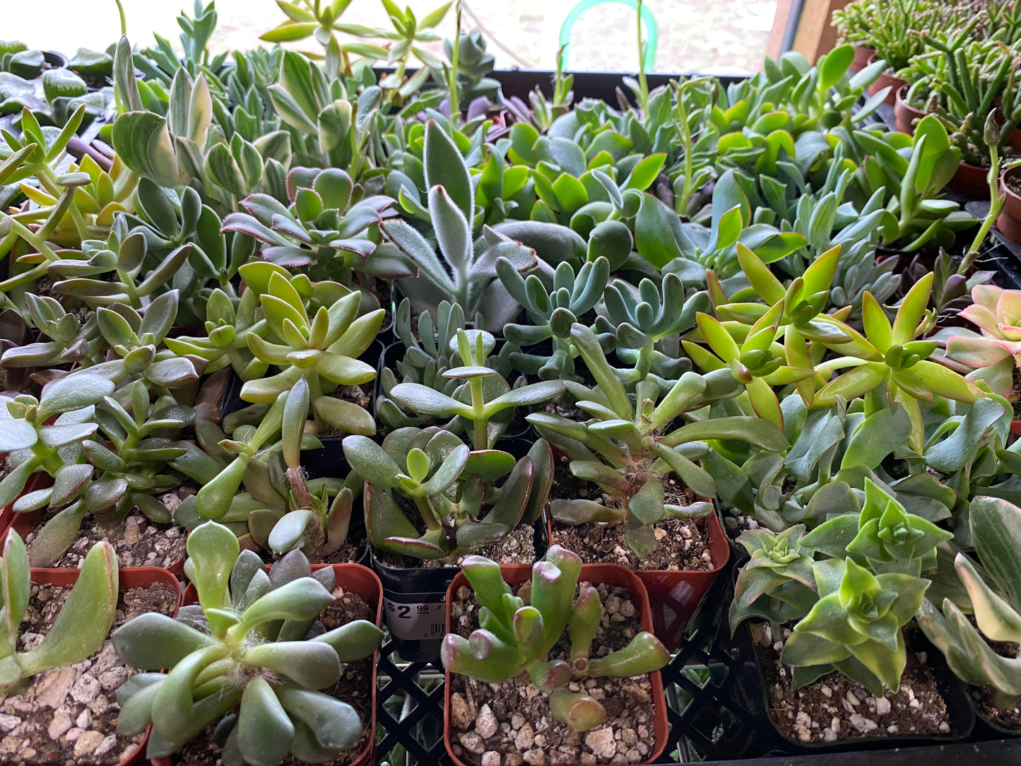 Succulents-Assorted-2 inch