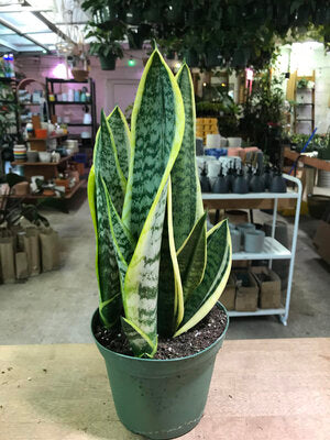 Sansevieria-Laurentii 6"