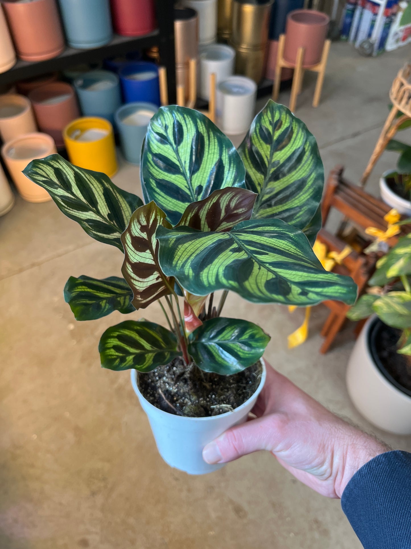 Calathea-Makoyana-4 inch