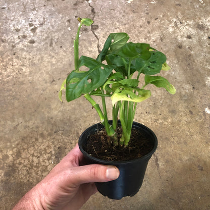 Monstera-Adansonii-4 inch