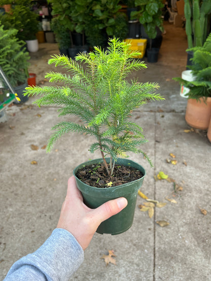 Araucaria-Norfolk Island Pine 4 inch