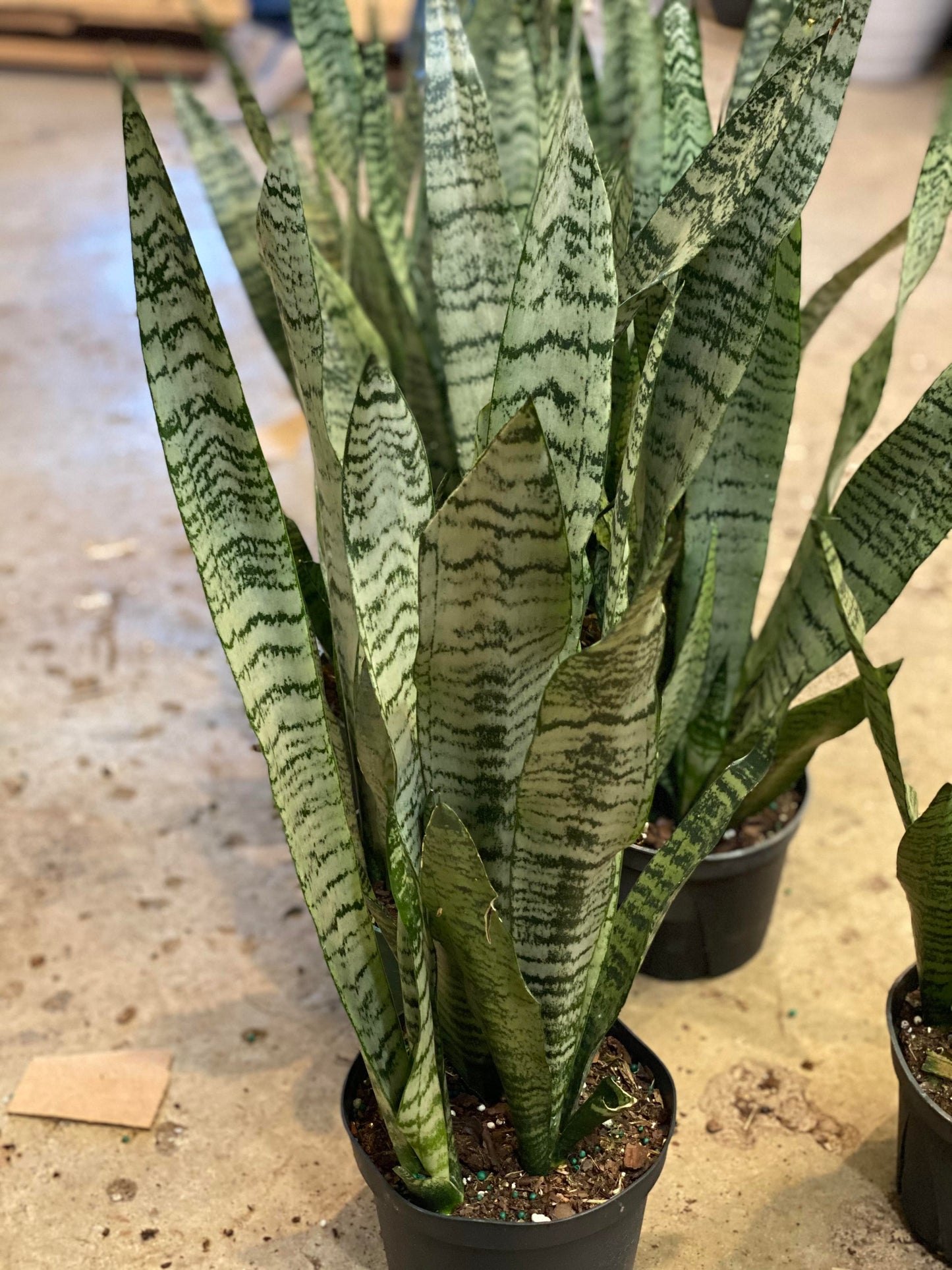 Sansevieria-Zeylanica 6 inch