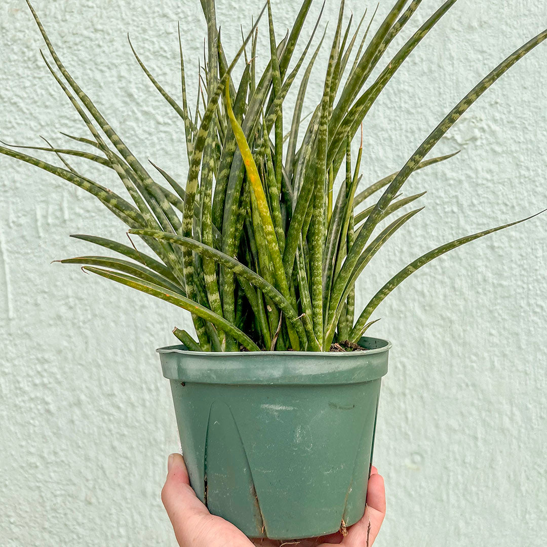 Sansevieria-Fernwood 6 inch