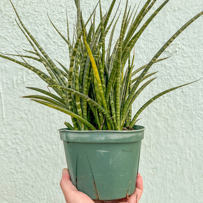 Sansevieria-Fernwood 6 inch
