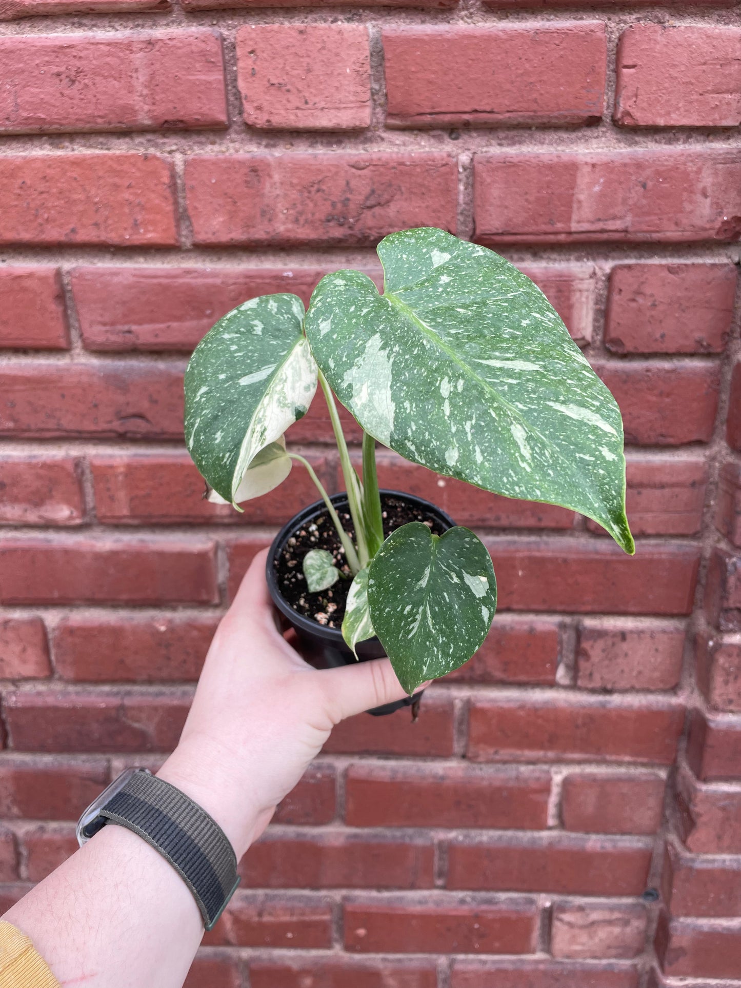 Monstera Deliciosa Thai Constellation 4 inch