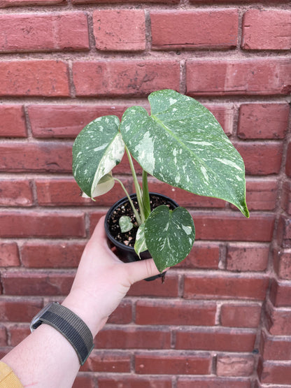 Monstera Deliciosa Thai Constellation 4 inch