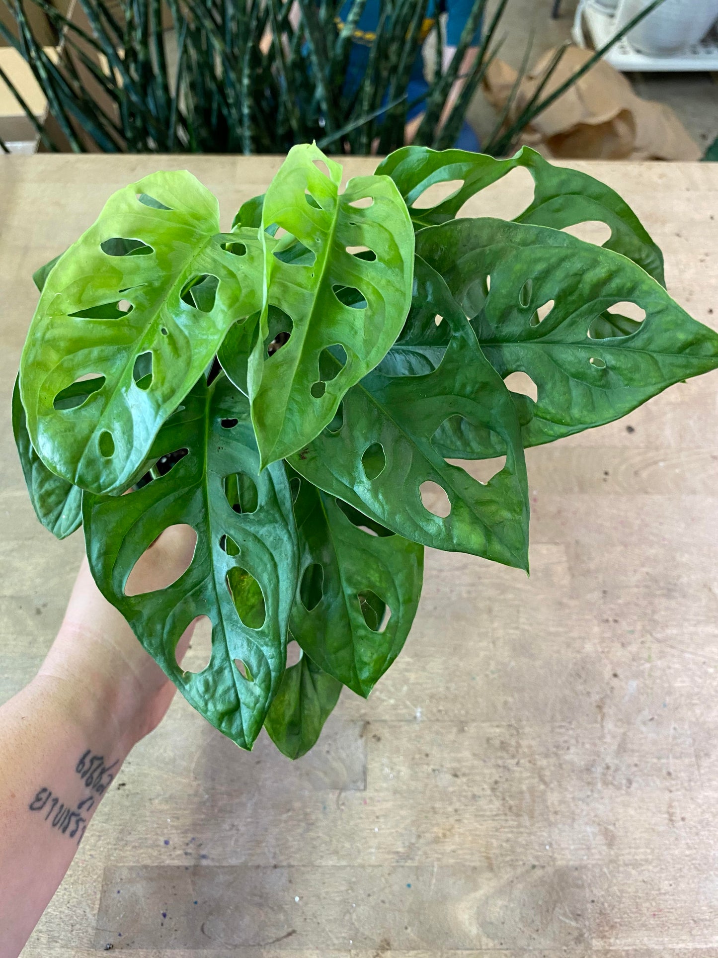 Monstera-Adansonii 6 inch